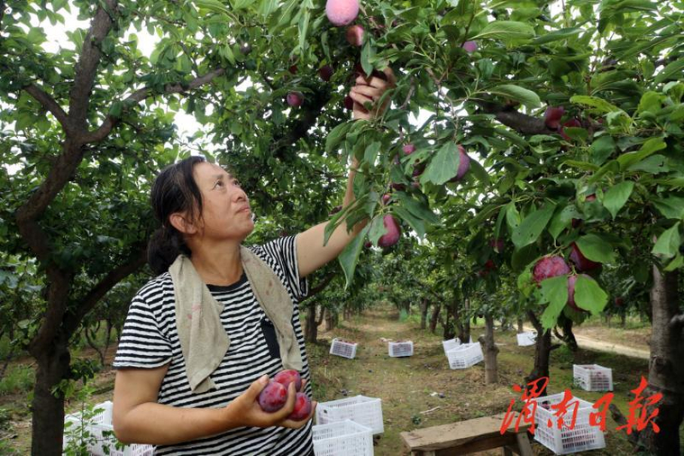 临渭区故市镇板南村李子喜获丰收(图2)