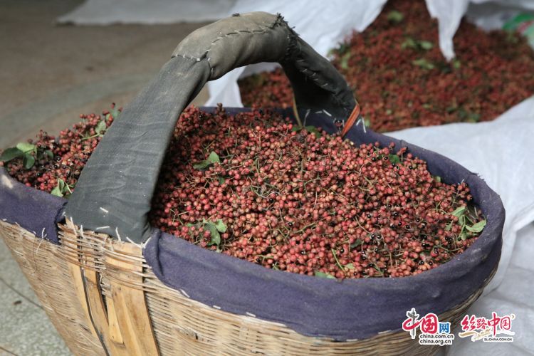 “智慧模式”种花椒 陕西韩城花椒种出新花样(图3)